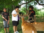 Guests with deer